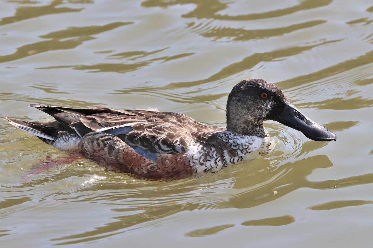 Canard souchet - ML657603406