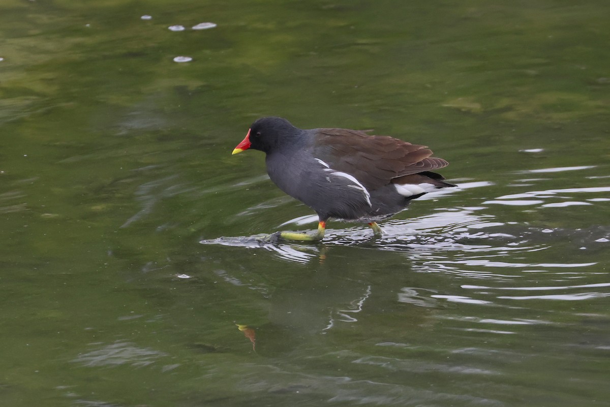 Gallinule poule-d'eau - ML657603417