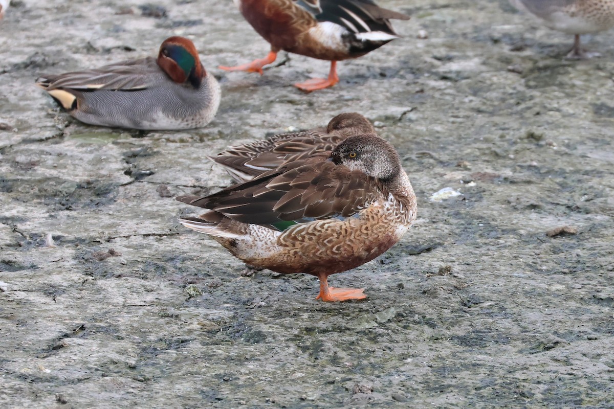 Canard souchet - ML657603426