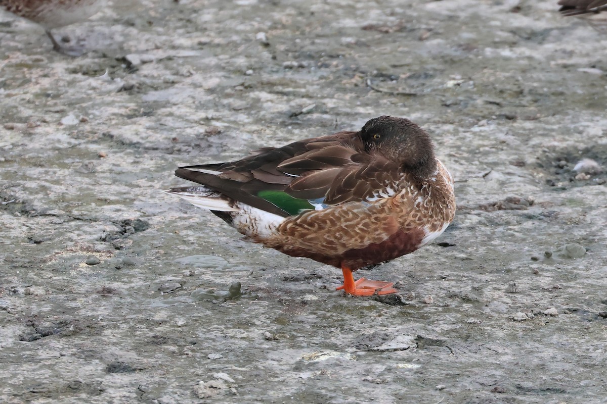 Canard souchet - ML657603427