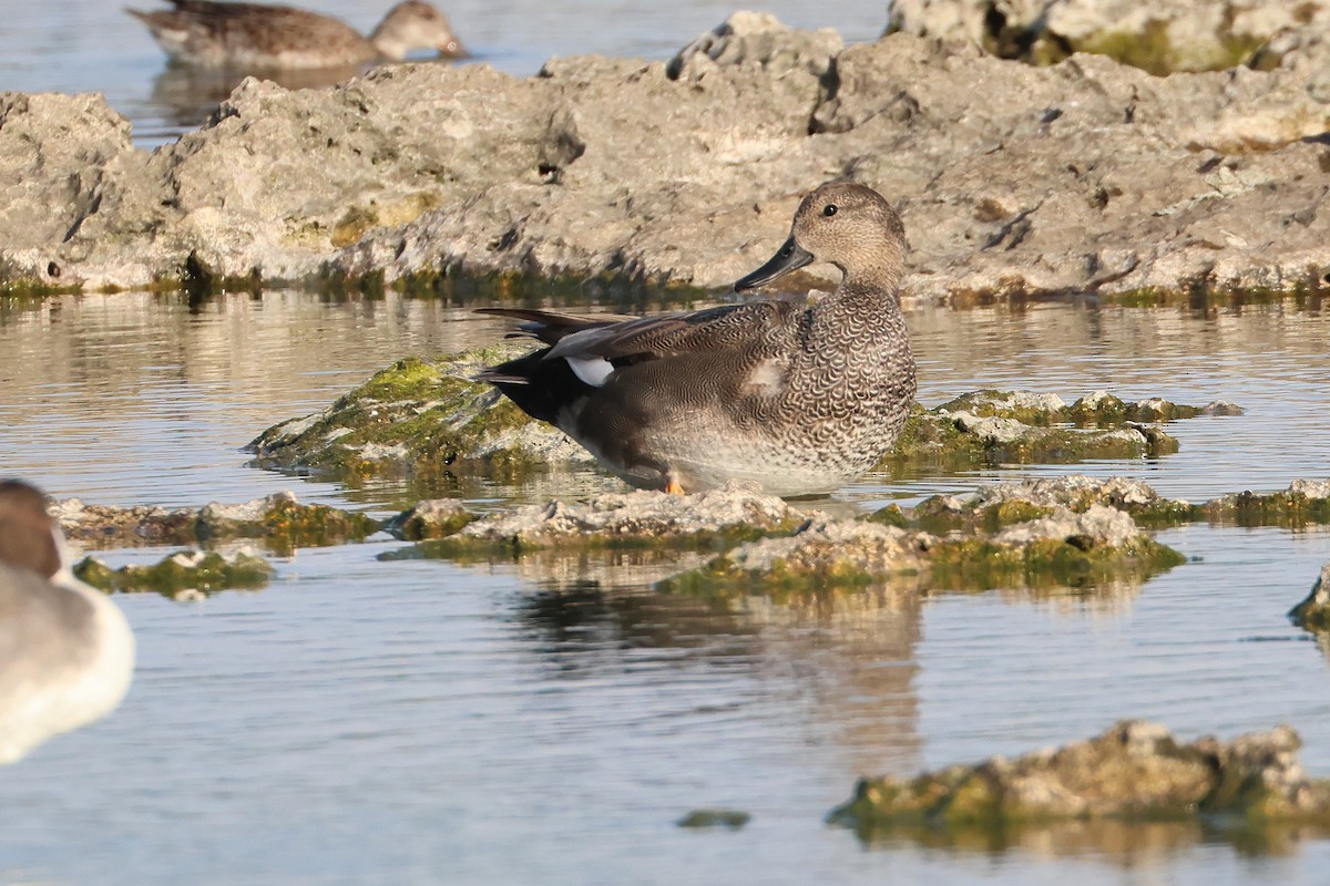 Canard chipeau - ML657603495