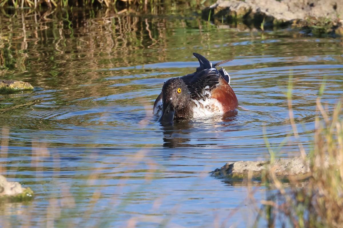 Canard souchet - ML657603497