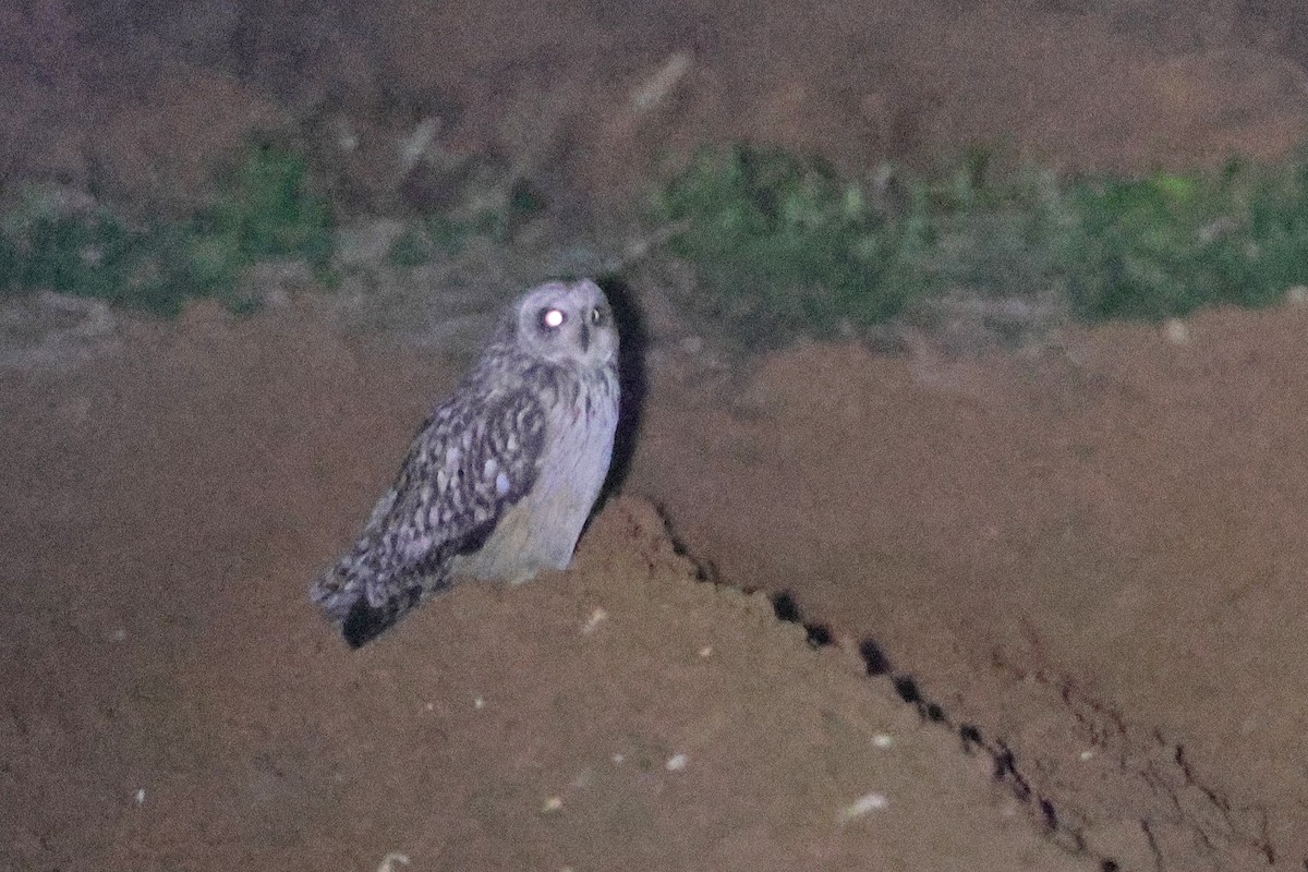 Hibou des marais - ML657603508