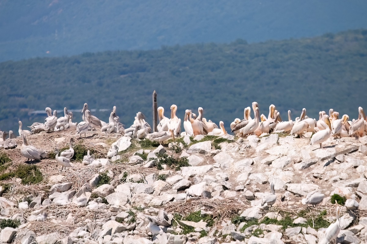 Great White Pelican - ML657604636