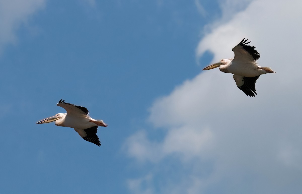 Great White Pelican - ML657604637