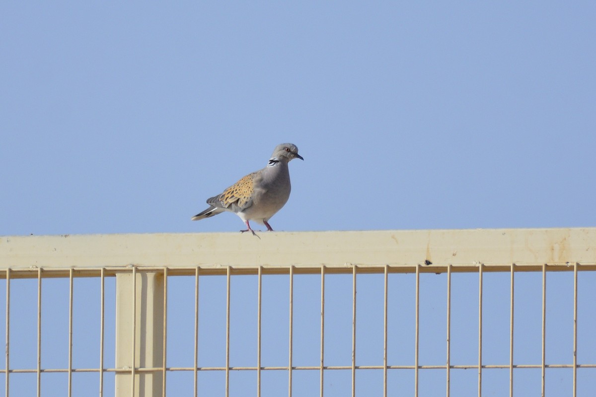 European Turtle-Dove - ML657604877