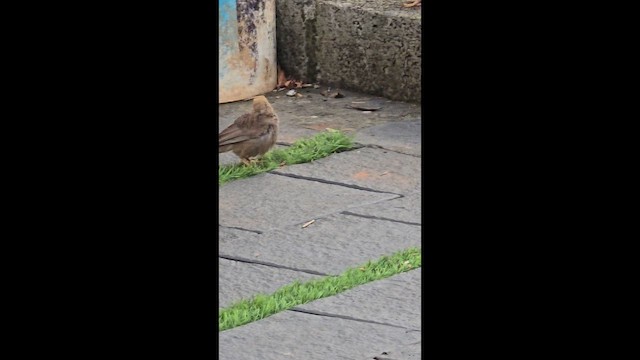 Yellow-billed Babbler - ML657605217