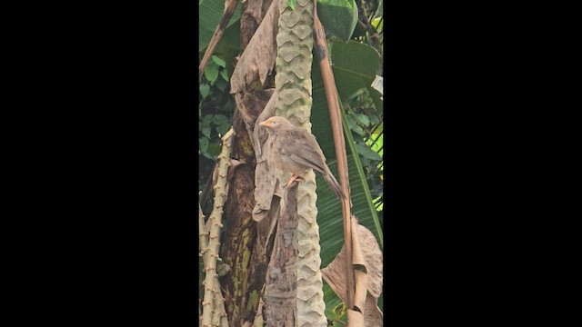 Yellow-billed Babbler - ML657605219