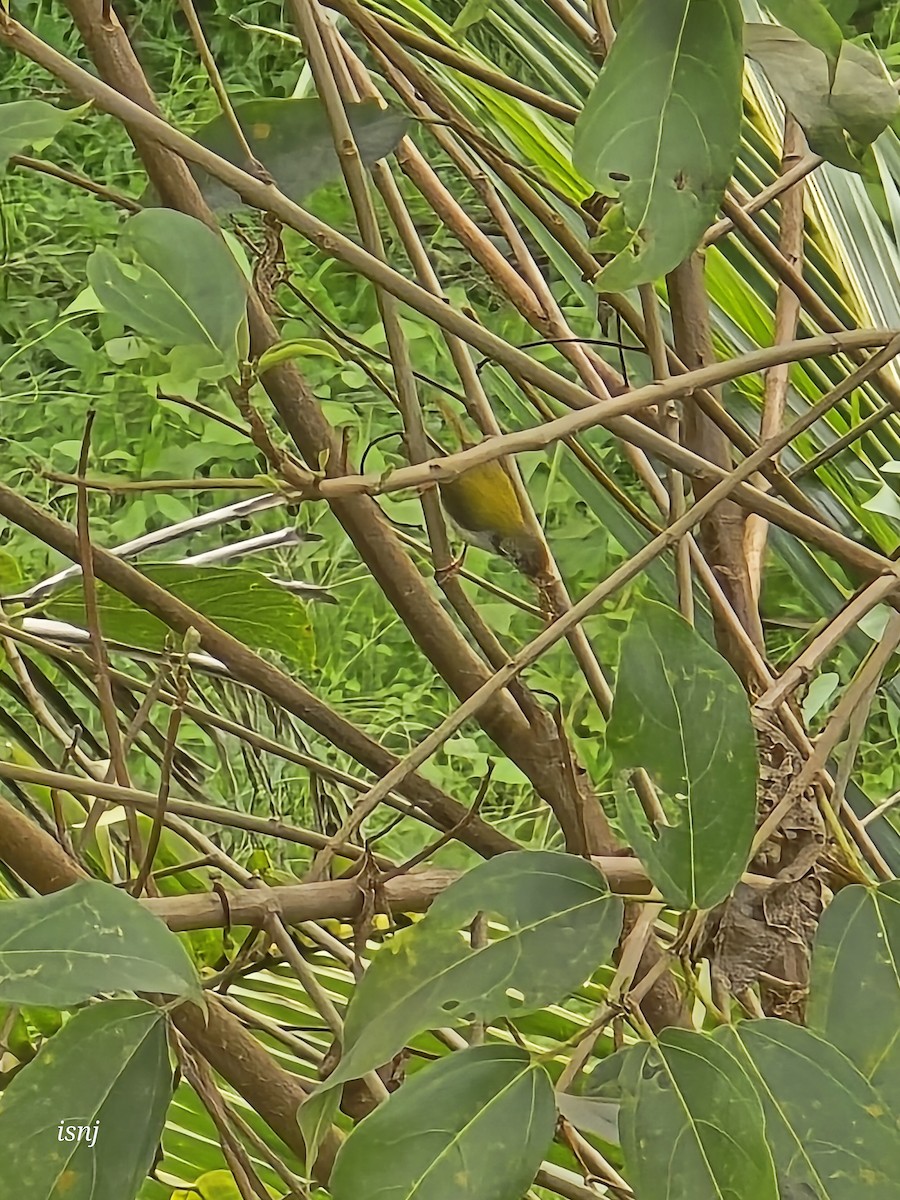 Common Tailorbird - ML657605226