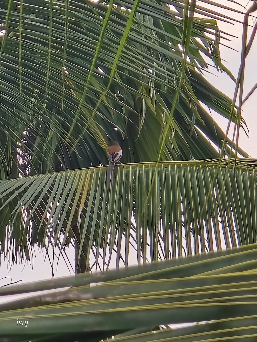 Rufous Treepie - ML657605236