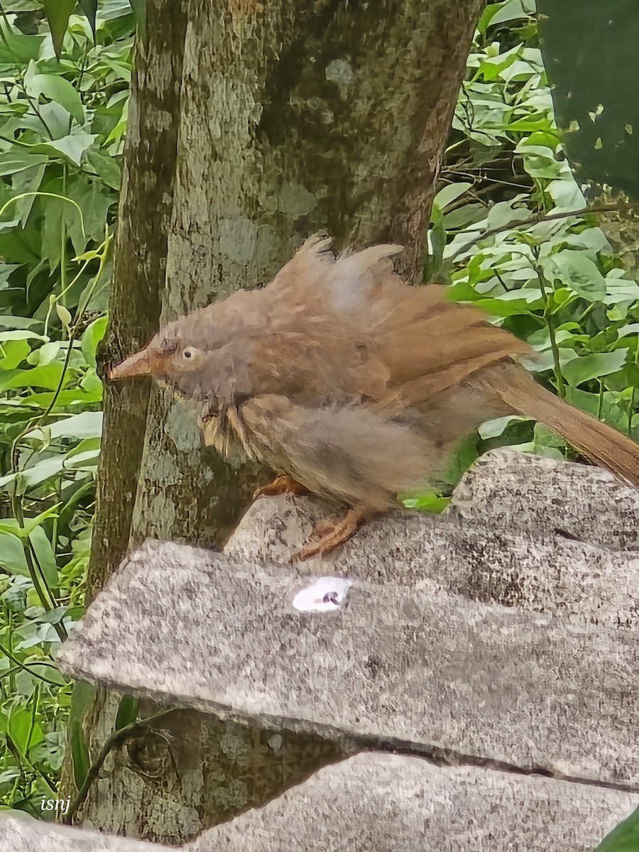 Jungle Babbler - ML657605246