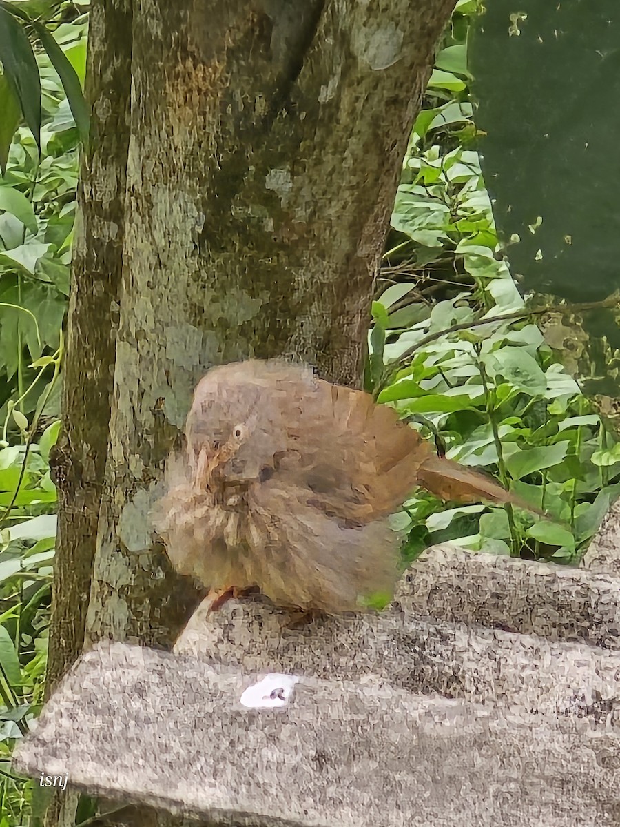 Jungle Babbler - ML657605247