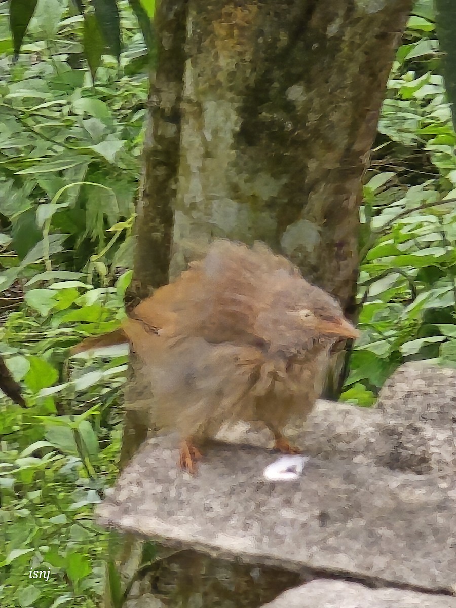 Jungle Babbler - ML657605248