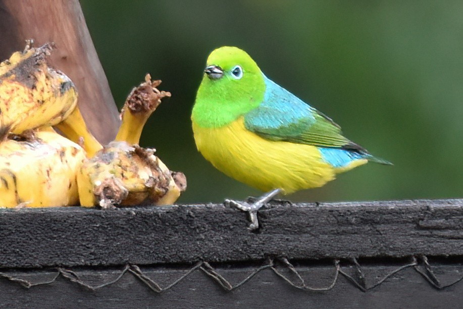 Blue-naped Chlorophonia - ML657605306