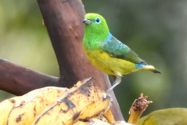 Blue-naped Chlorophonia - ML657605311