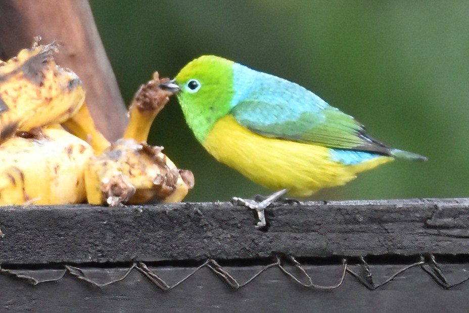 Blue-naped Chlorophonia - ML657605313