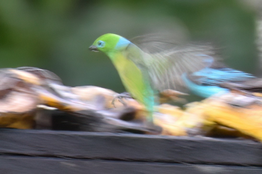 Blue-naped Chlorophonia - ML657605315