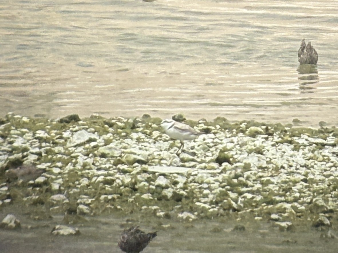 Snowy Plover - ML657607168