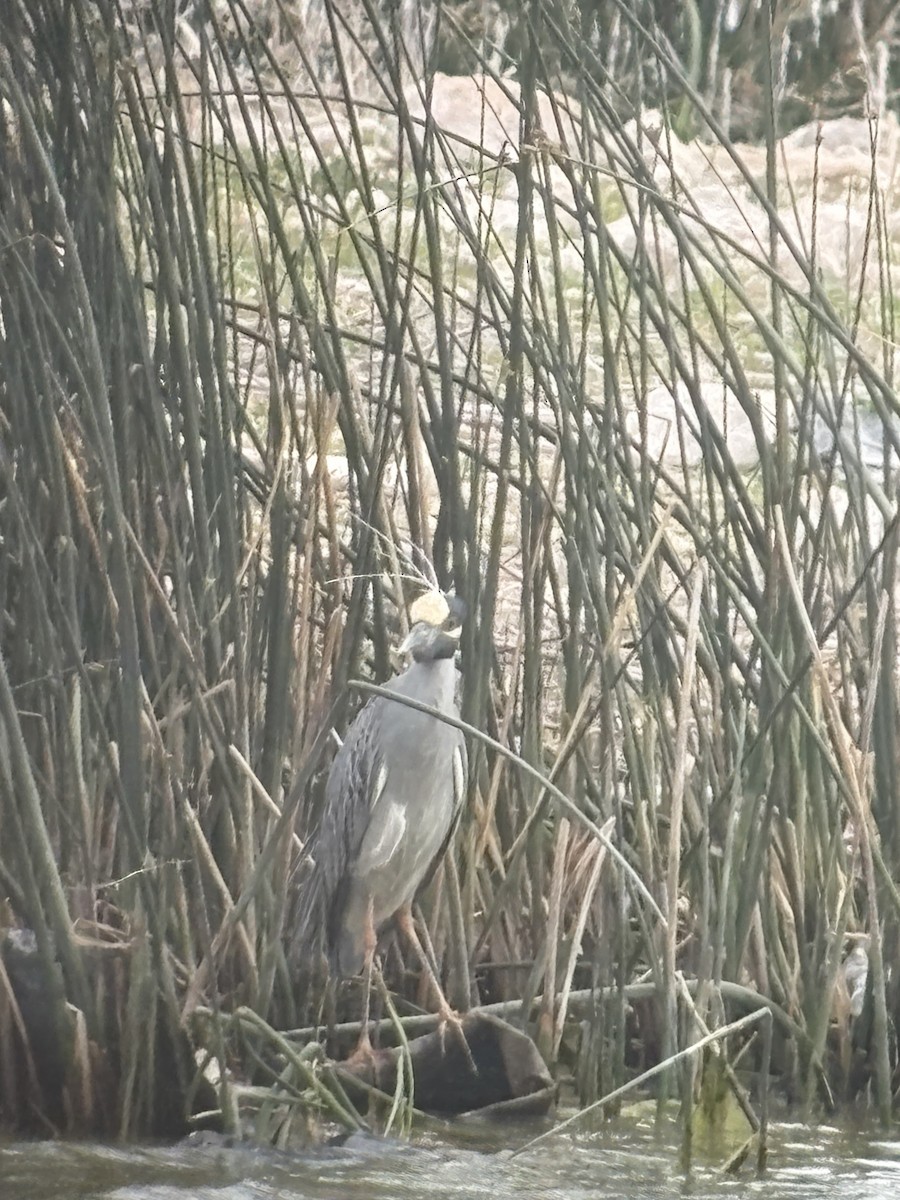 Yellow-crowned Night Heron - ML657607178
