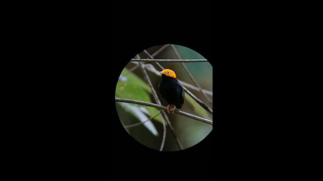 Golden-headed Manakin - ML657607654
