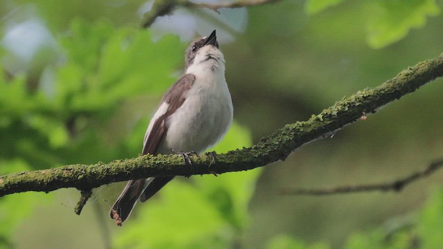 Алаг намнаа - ML657607672