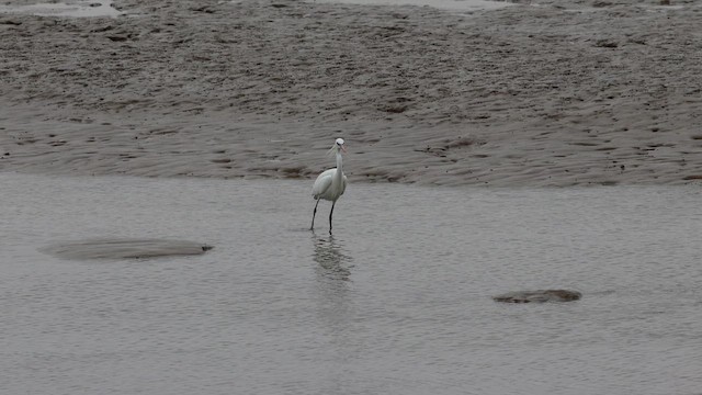 Chinese Egret - ML657607911