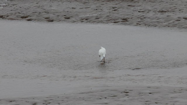 Chinese Egret - ML657607914