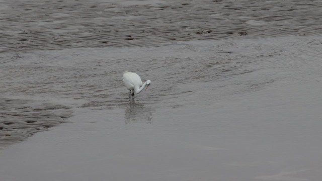 Chinese Egret - ML657607915