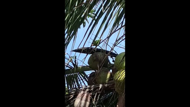 Tui Parakeet - ML657608037