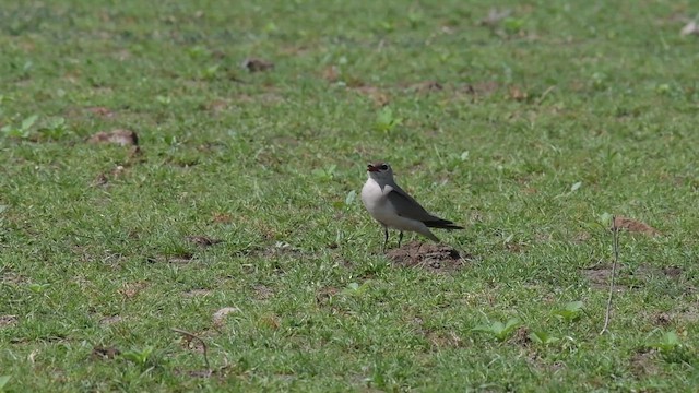Small Pratincole - ML657608072