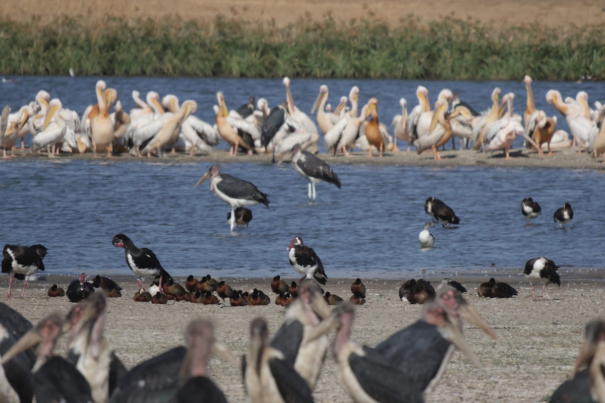 Marabou Stork - ML657608311