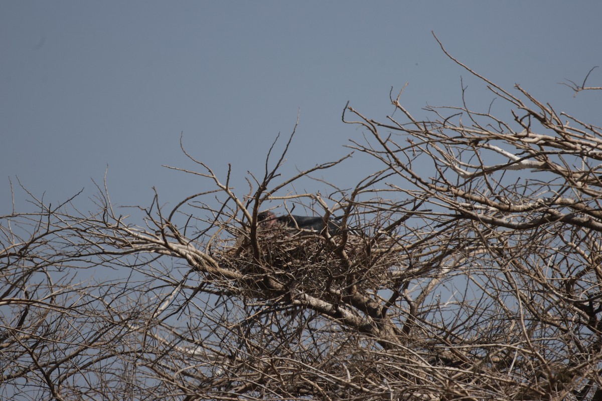Marabou Stork - ML657608316
