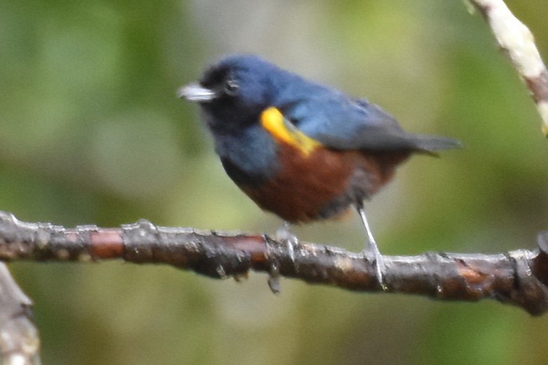 Chestnut-bellied Euphonia - ML657608595
