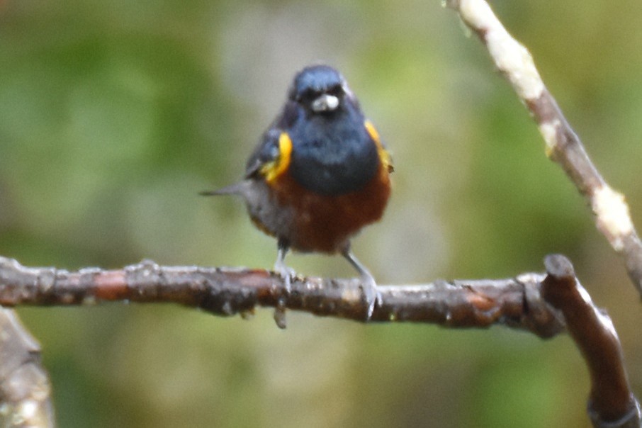 Chestnut-bellied Euphonia - ML657608598