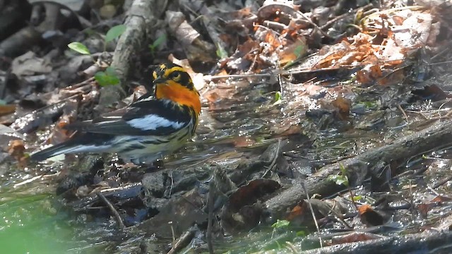 Blackburnian Warbler - ML657608683