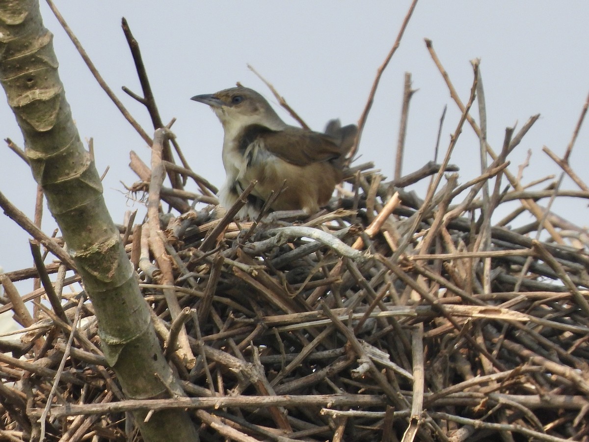 Plain Thornbird - ML657608703