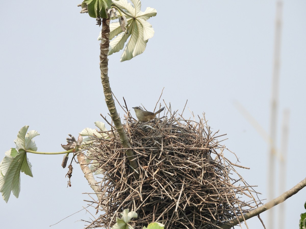 Plain Thornbird - ML657608704