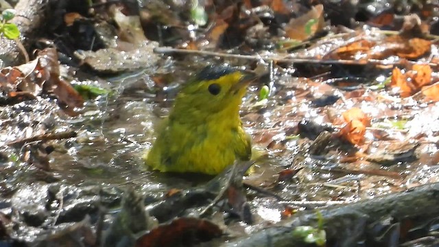 Wilson's Warbler - ML657608725