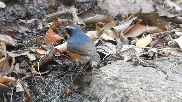 Indian Blue Robin - ML657608967