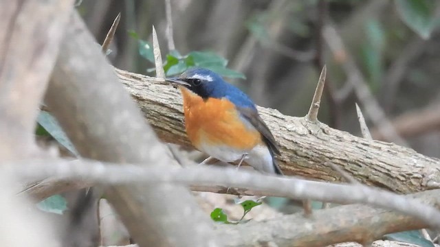 Indian Blue Robin - ML657608973
