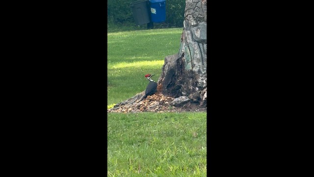 Pileated Woodpecker - ML657609045