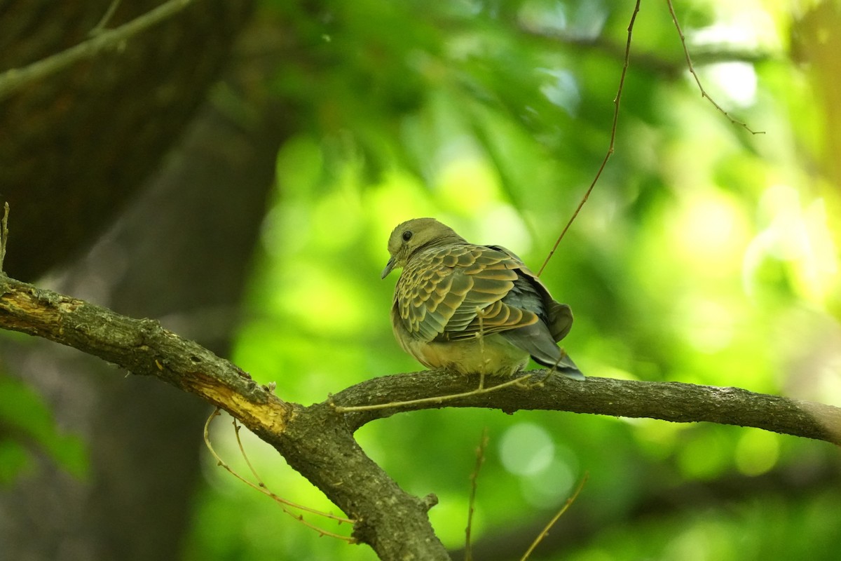 Oriental Turtle-Dove - ML657609113