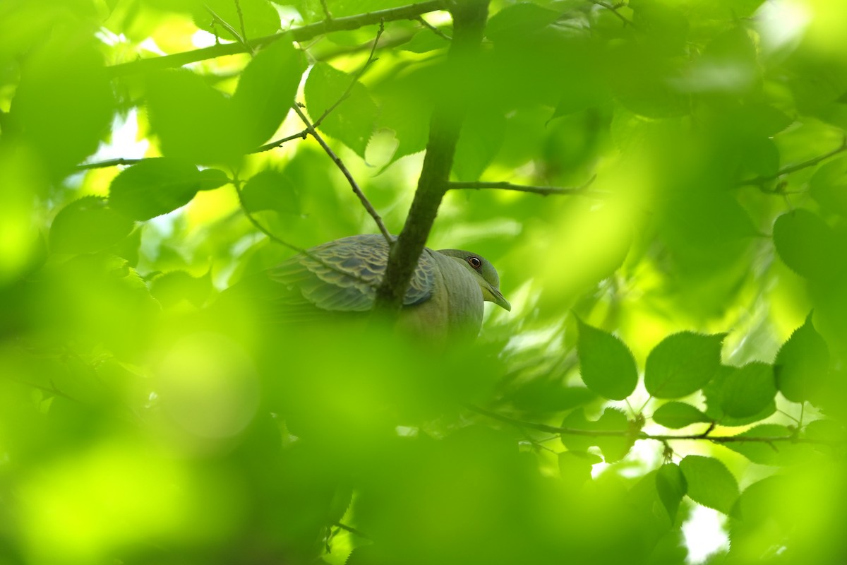 Oriental Turtle-Dove - ML657609114