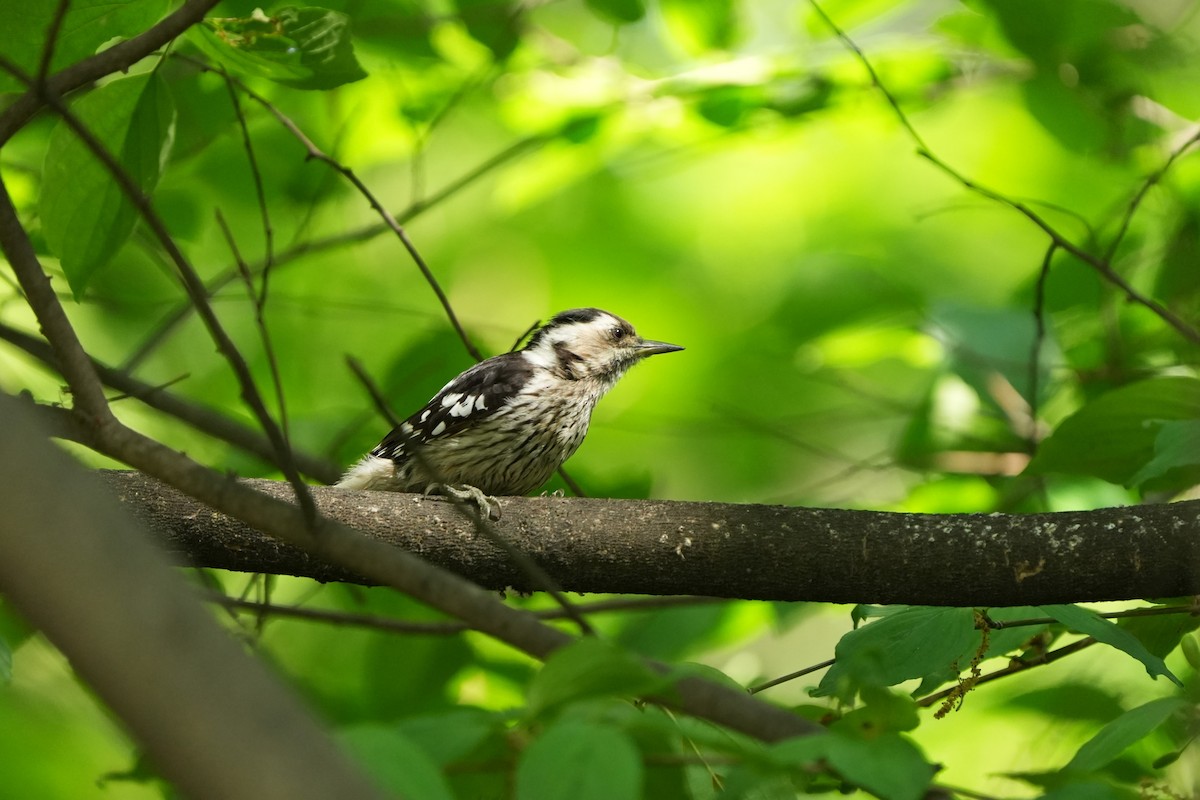 Gray-capped Pygmy Woodpecker - ML657609125