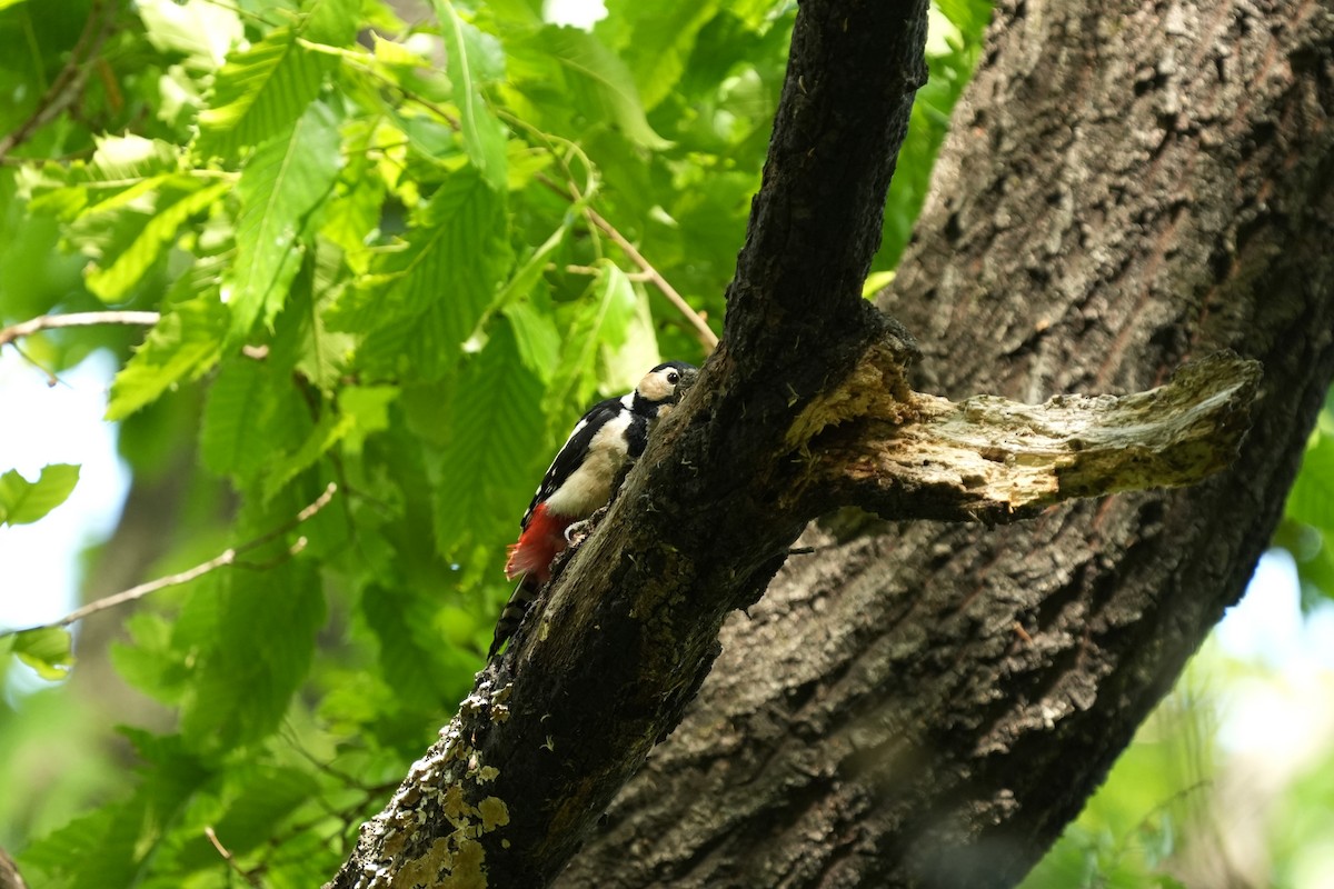 Great Spotted Woodpecker - ML657609132