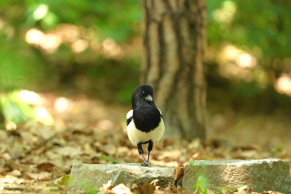 Oriental Magpie - ML657609189