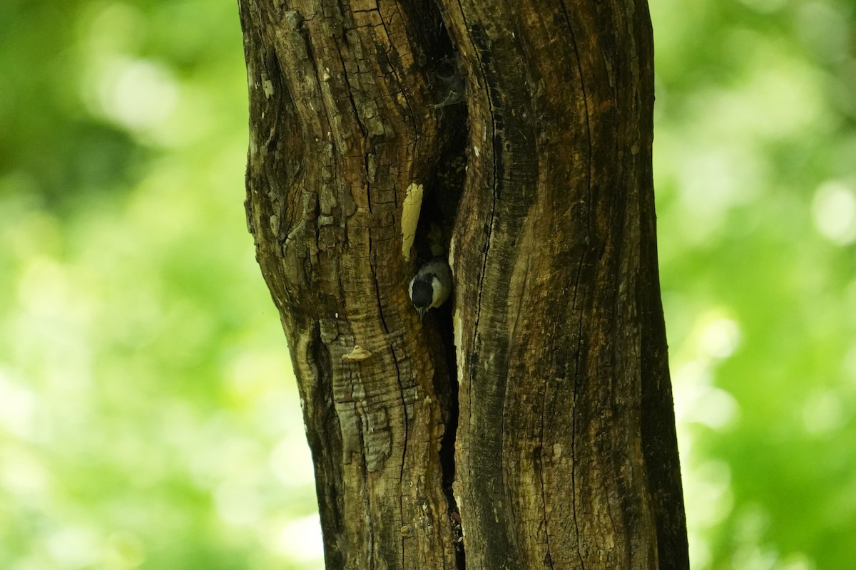 Marsh Tit - ML657609205