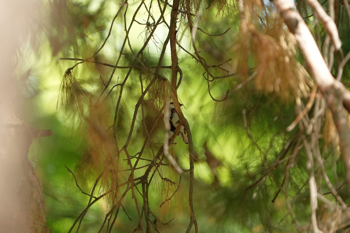 Asian Tit - ML657609218