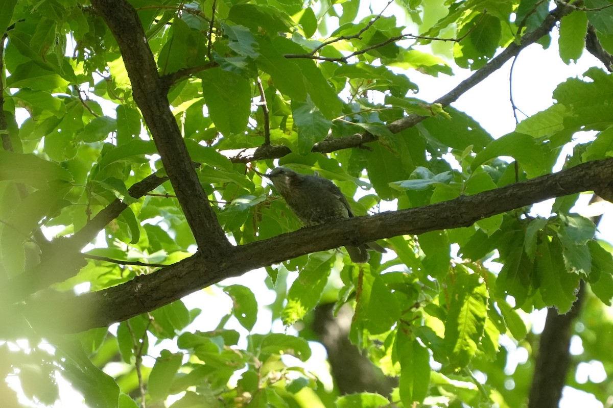 Brown-eared Bulbul - ML657609234