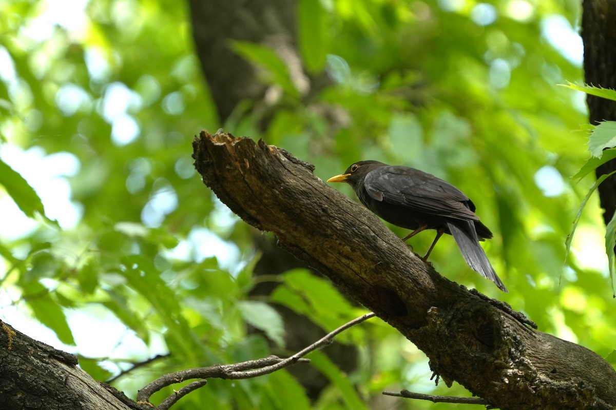 Chinese Blackbird - ML657609267